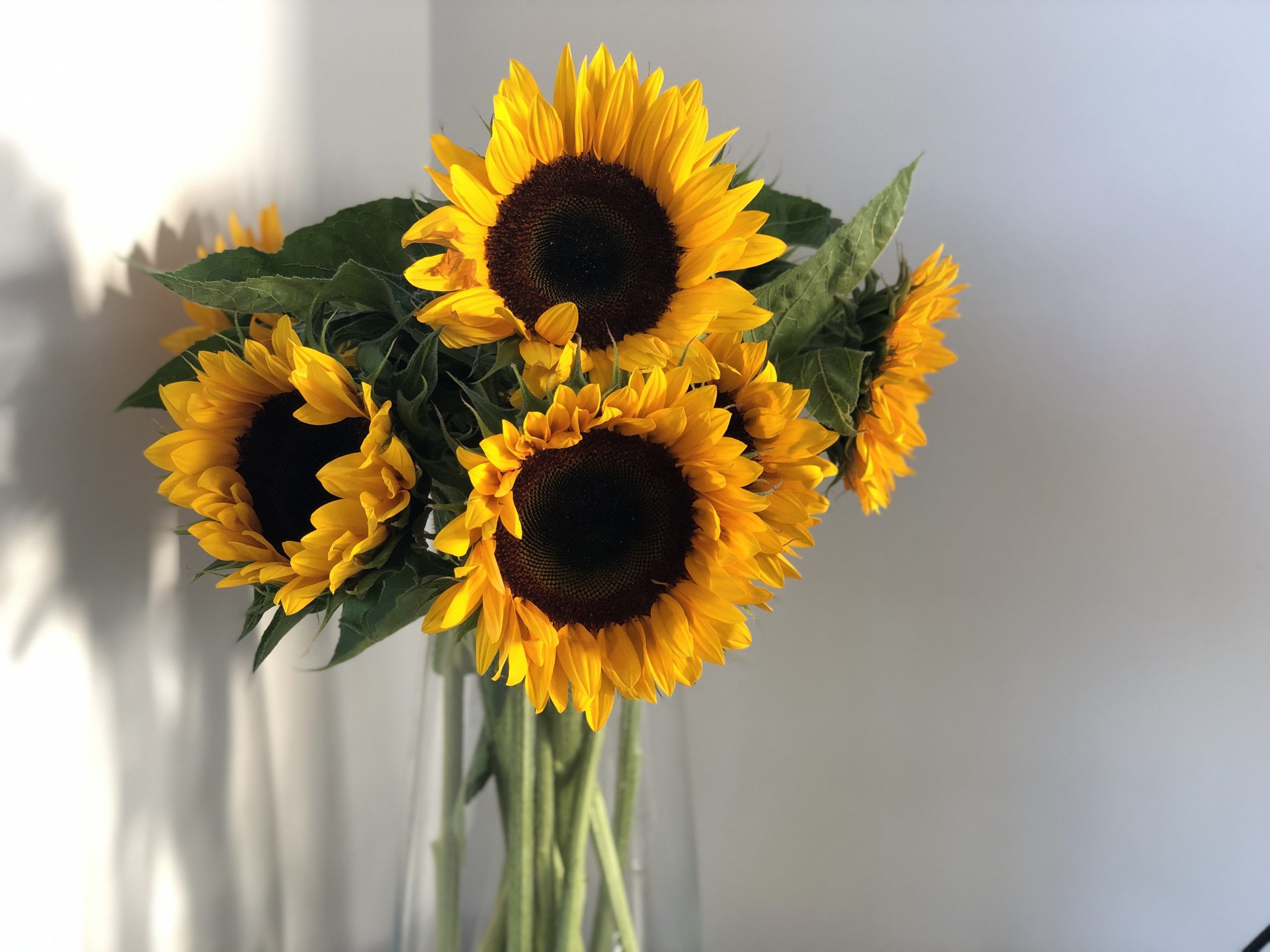 Tournesol, la fleur du soleil par fleuristes-et-fleurs